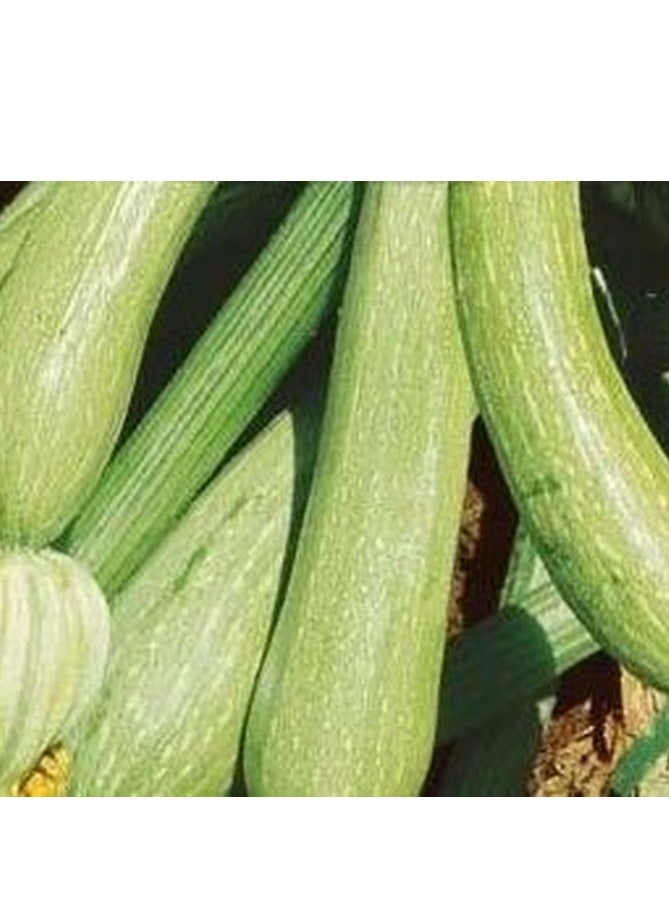 هورتس بذور البيولوجية العضوية زوكينو جنوفيزي (قرع) من هورتس - Image 3