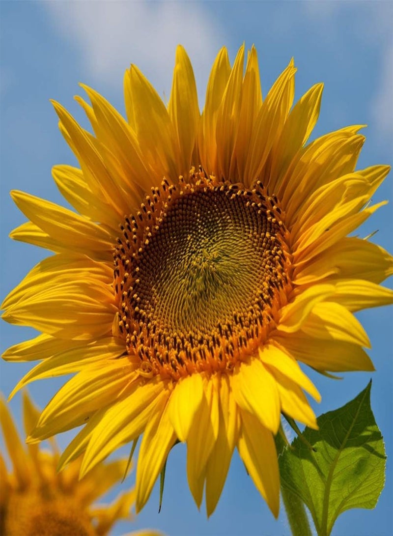 GGOOT 50Pcs Sunflower Seeds for Outdoor Garden Field Planting Annual Heirloom Seed Blooming Golden Flowers Decorative Courtyard Upright Growth Open Pollination - Image 1
