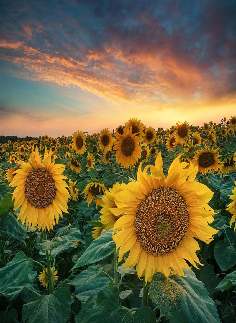 GGOOT 50Pcs Sunflower Seeds for Outdoor Garden Field Planting Annual Heirloom Seed Blooming Golden Flowers Decorative Courtyard Upright Growth Open Pollination - Image 3