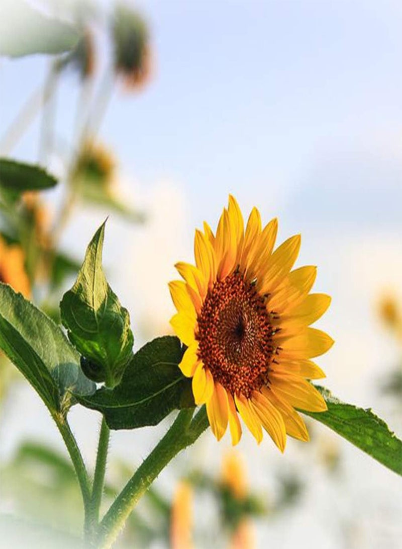 GGOOT 50Pcs Sunflower Seeds for Outdoor Garden Field Planting Annual Heirloom Seed Blooming Golden Flowers Decorative Courtyard Upright Growth Open Pollination - Image 2