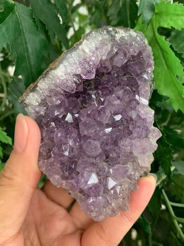 GAF TREASURES XL Raw Amethyst Cluster 34 Natural Rough Amethyst Cluster Amethyst Cluster Rough Amethyst Cluster Healing Rough Crystal Amethyst Cluster 051 lb - Image 1