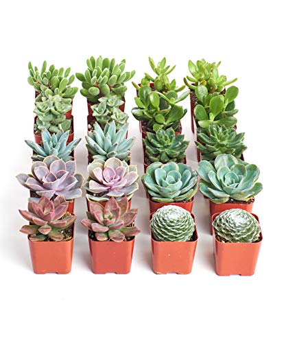 Shop Succulents مجموعة نباتات الصبار المتنوعة - نباتات صبار حية صغيرة، صيانة منخفضة، مزيج من الألوان والقوام - هدايا الزفاف والحفلات، هدايا وحدائق، عبوة من 20 - Image 1