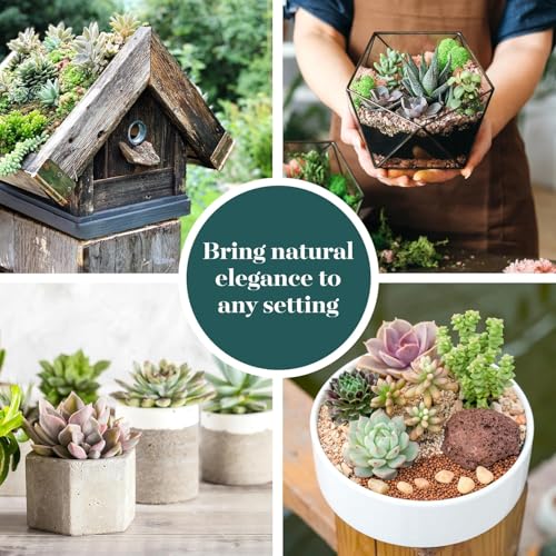 Shop Succulents مجموعة نباتات الصبار المتنوعة - نباتات صبار حية صغيرة، صيانة منخفضة، مزيج من الألوان والقوام - هدايا الزفاف والحفلات، هدايا وحدائق، عبوة من 20 - Image 2