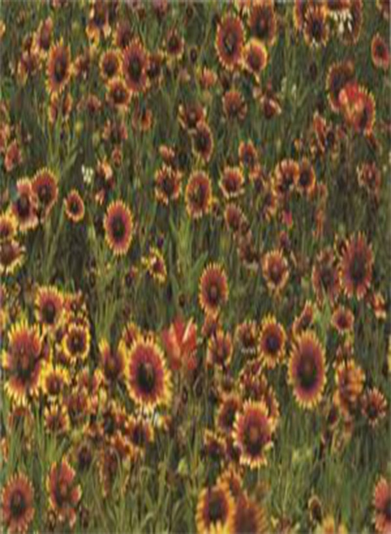 GGOOT Gaillardia aristata Tokajer 100 Seeds