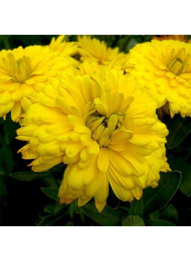 Calendula Bon Bon Yellow Flower Seeds