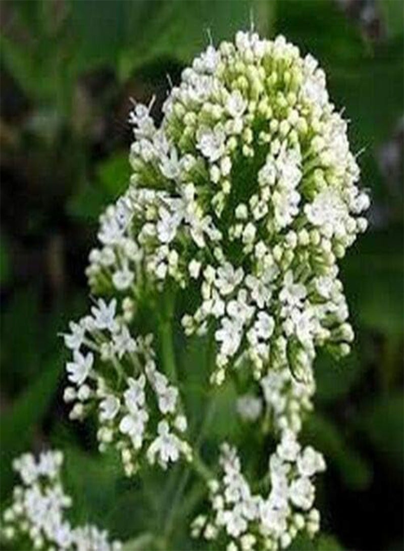 جي جوت لحية المشتري (Centranthus Ruber Coccineus) بيضاء - 50 بذرة - Image 2