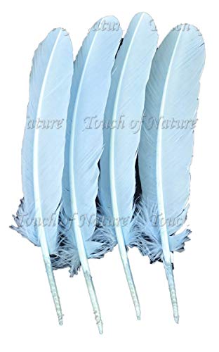 Touch of Nature 4-Piece Turkey Feather for Art and Craft, 12.25 to 13-Inch, Baby Blue - Image 3
