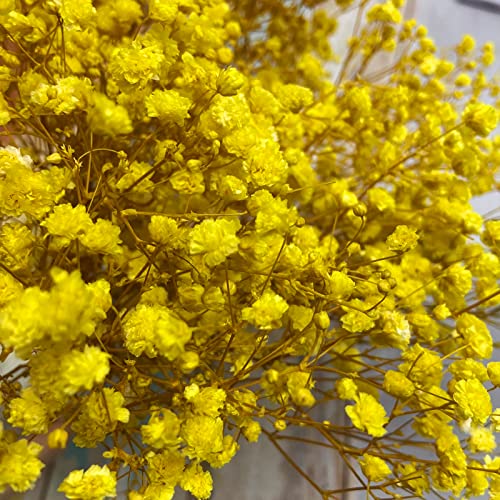 Birtlynn Preserved Baby's Breath 3 Bunches, 100% Natrual Fresh Gypsophila Long Lasting Flowers for Vase Arrangements Home Decoration Photo Props Parties and Weddings, DIY Décor-Yellow - Image 2