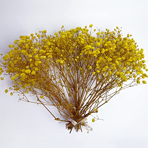 Birtlynn Preserved Baby's Breath 3 Bunches, 100% Natrual Fresh Gypsophila Long Lasting Flowers for Vase Arrangements Home Decoration Photo Props Parties and Weddings, DIY Décor-Yellow - Image 3