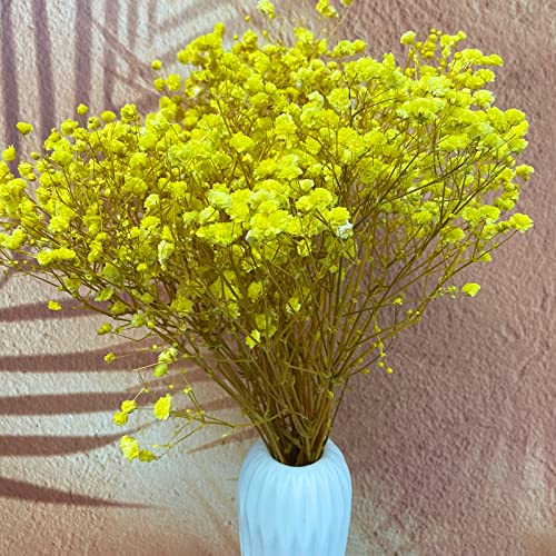 Birtlynn Preserved Baby's Breath 3 Bunches, 100% Natrual Fresh Gypsophila Long Lasting Flowers for Vase Arrangements Home Decoration Photo Props Parties and Weddings, DIY Décor-Yellow - Image 5