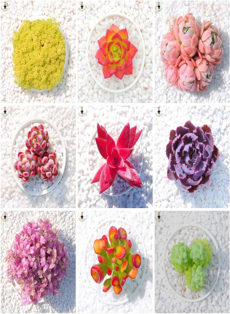 GGOOT New 200pcs Mini Succulent Lithops Plant Seeds for Gardening Dark Pink - Image 2