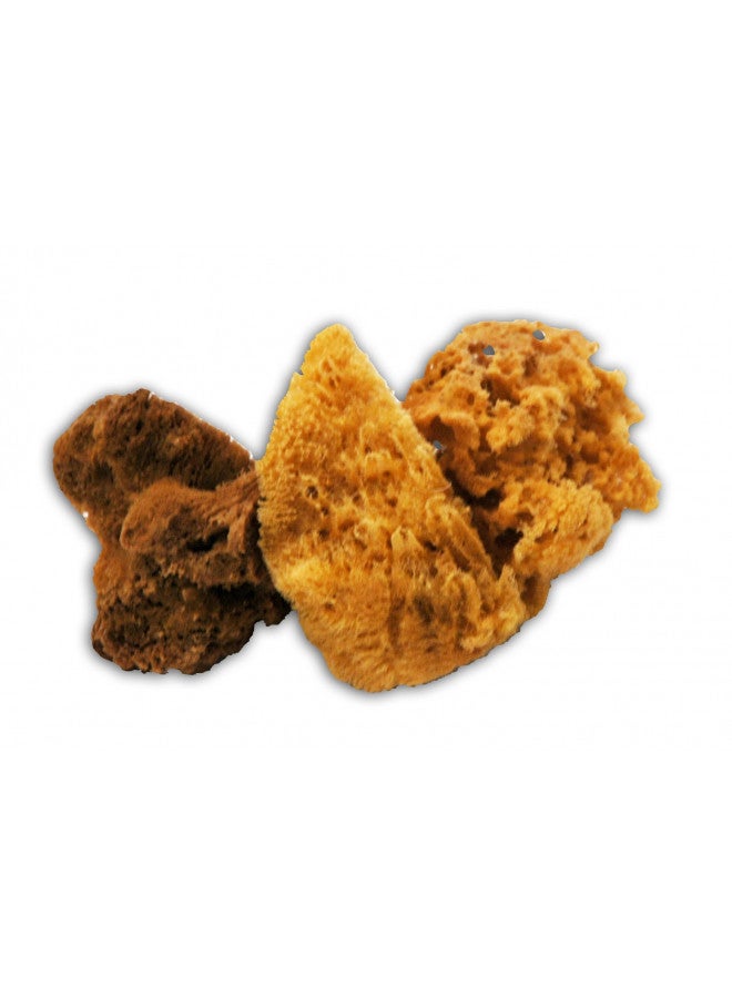 Trimaco SuperTuff Natural Grass Sea Sponge, 6-7-inches (10131) - Image 1