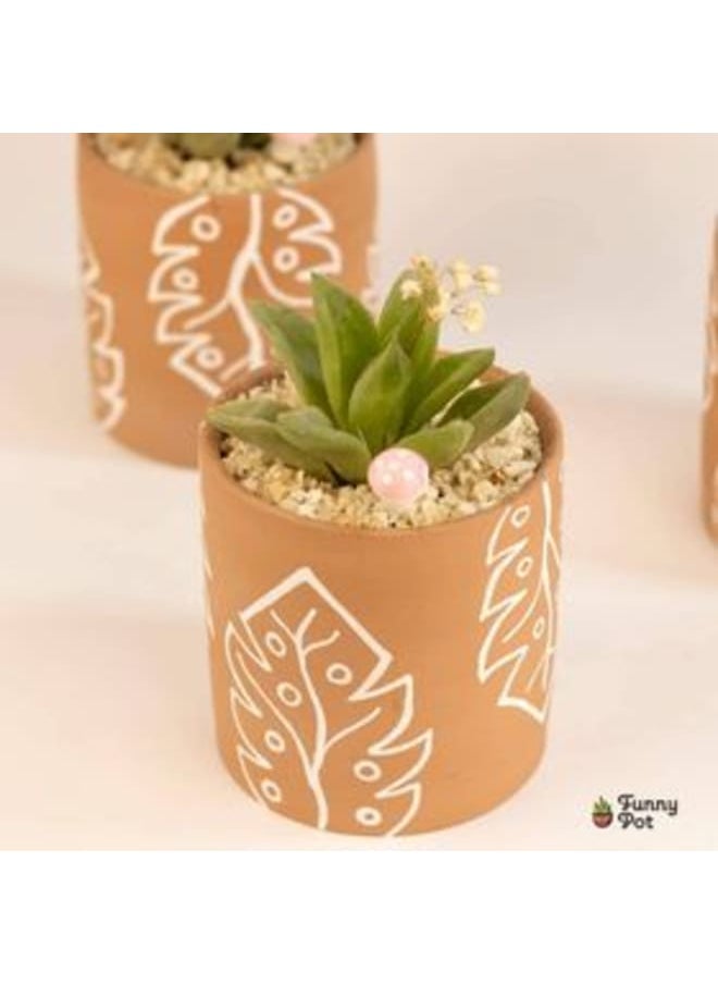 فاني بوت بوت صبار طبيعي 