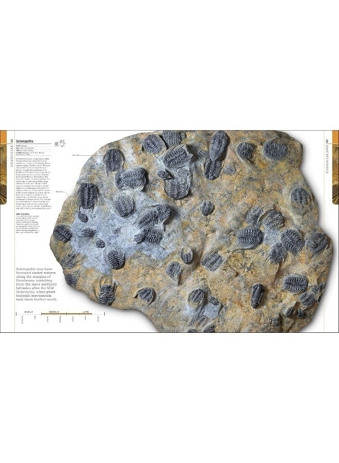 Dinosaurs and Prehistoric Life: The Definitive Visual Guide to Prehistoric Animals - Image 5