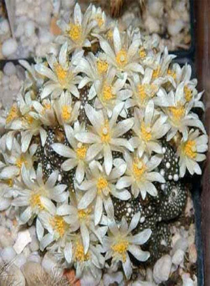 GGOOT Blossfeldia Liliputana, (PKD) Exotic Miniature Bonsai Rare Cactus 100 Seeds