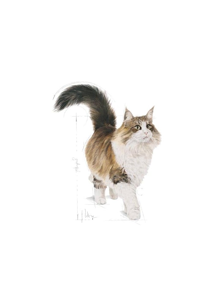 ROYAL CANIN طعام رويال كانين الرطب للقطط البالغة 7+ - 85 جرام - Image 3