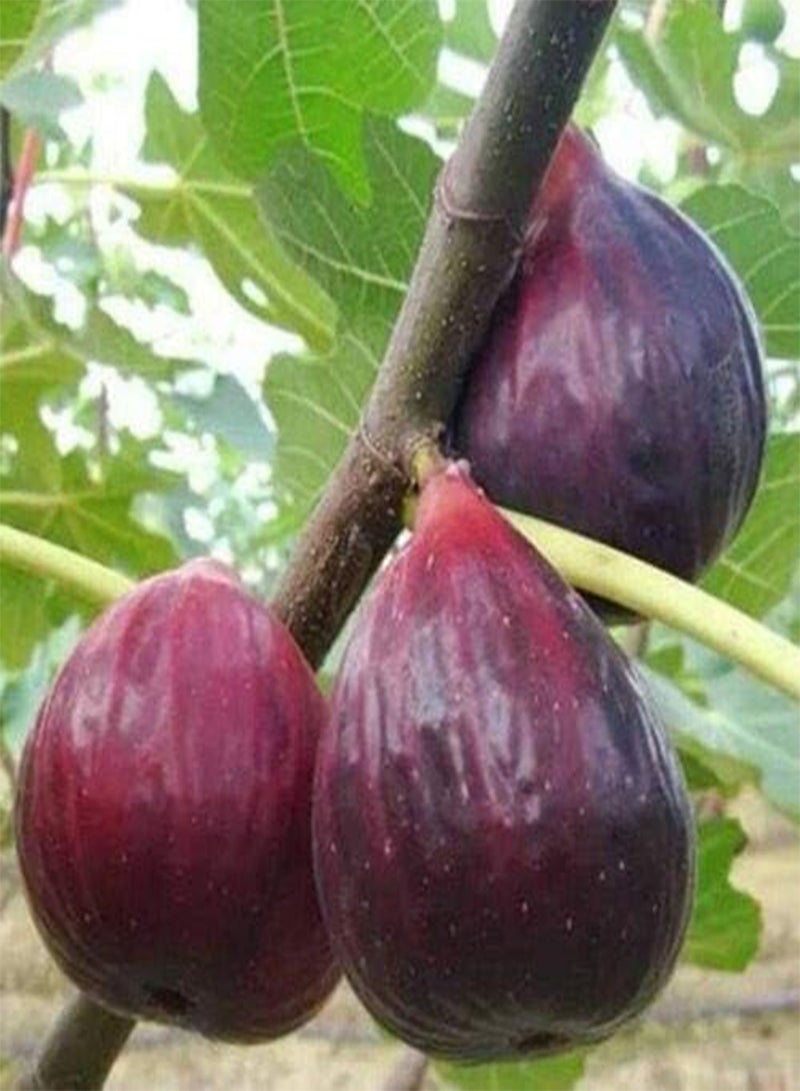 جي جوت 100 قطعة من نباتات الزينة من نبات اللبخ كاريكا Hohe Keimrate Seltene Feigenpflanzung مثالية لمحبي المتحمسين الأساسيين للفاكهة في حديقة المنزل - Image 2