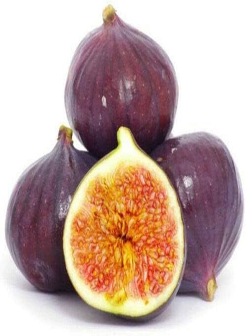 جي جوت 100 قطعة من نباتات الزينة من نبات اللبخ كاريكا Hohe Keimrate Seltene Feigenpflanzung مثالية لمحبي المتحمسين الأساسيين للفاكهة في حديقة المنزل - Image 1