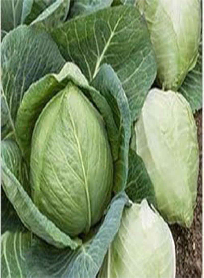 GGOOT New Early Jersey Wakefield Cabbage 50 Seeds Heirloom Non GMO