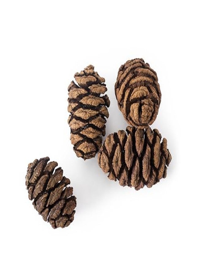 SuperMoss Sequoia Pine Cones, Natural - Image 3