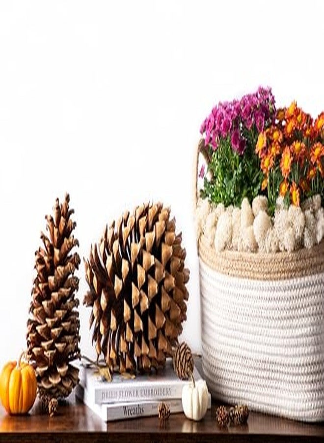 SuperMoss Sequoia Pine Cones, Natural - Image 4