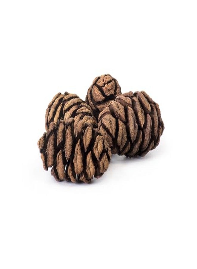SuperMoss Sequoia Pine Cones, Natural - Image 2