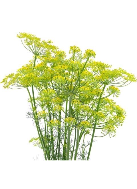 3-Pack Dill Seeds (10g Each) - Non-GMO, Grow Fresh Dill at Home with High Purity & Germination Rate