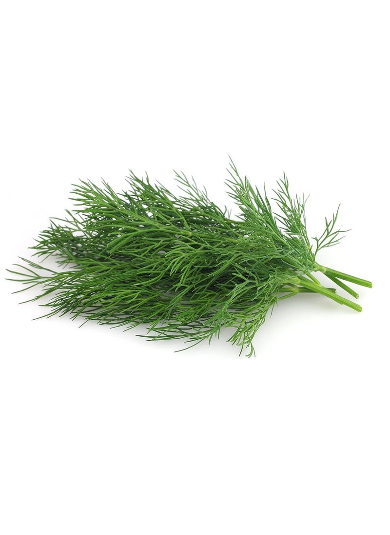 3-Pack Dill Seeds (10g Each) - Non-GMO, Grow Fresh Dill at Home with High Purity & Germination Rate