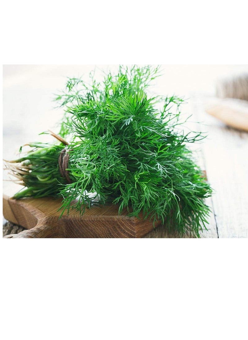 3-Pack Dill Seeds (10g Each) - Non-GMO, Grow Fresh Dill at Home with High Purity & Germination Rate