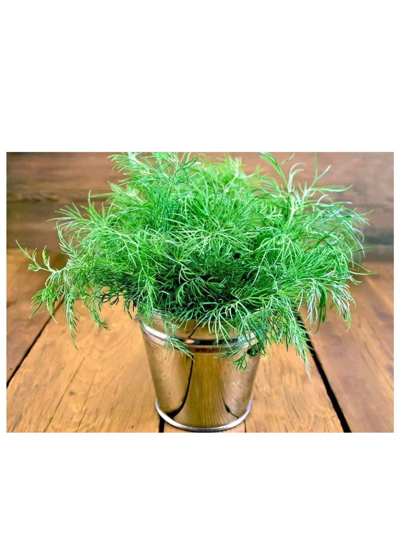3-Pack Dill Seeds (10g Each) - Non-GMO, Grow Fresh Dill at Home with High Purity & Germination Rate