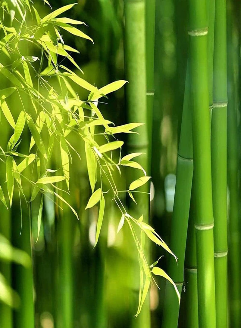 GGOOT 50Pcs Bamboo Seeds Perennial Evergreen Decoration Adding Beautiful Landscape to The Beauty of Garden Create Beautiful Environment - Image 1