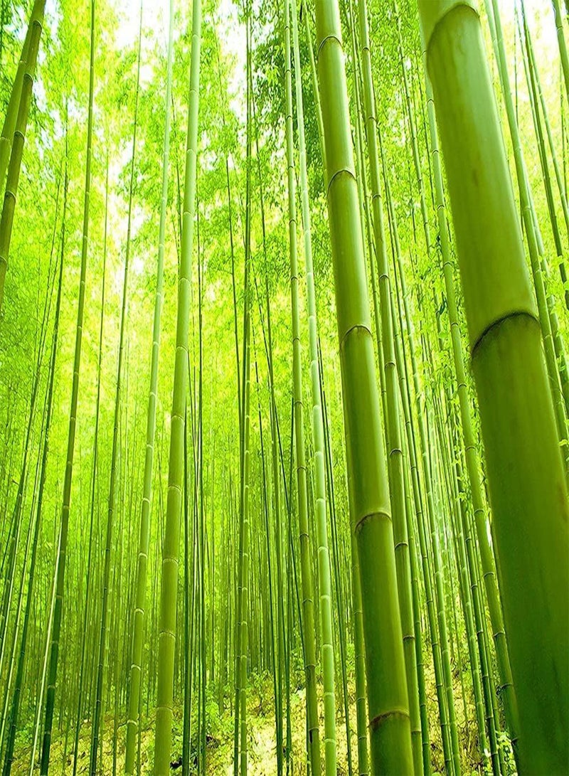 GGOOT 50Pcs Bamboo Seeds Perennial Evergreen Decoration Adding Beautiful Landscape to The Beauty of Garden Create Beautiful Environment - Image 2