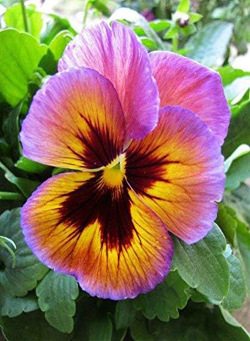 GGOOT New 20 Pcs Pansy Flower Seeds for Gardening Orange Blue - Image 4