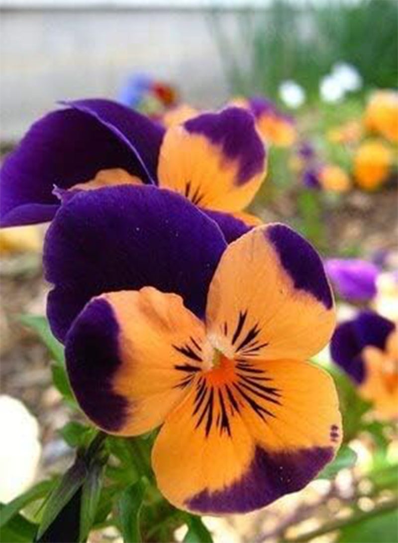 GGOOT New 20 Pcs Pansy Flower Seeds for Gardening Orange Blue - Image 1