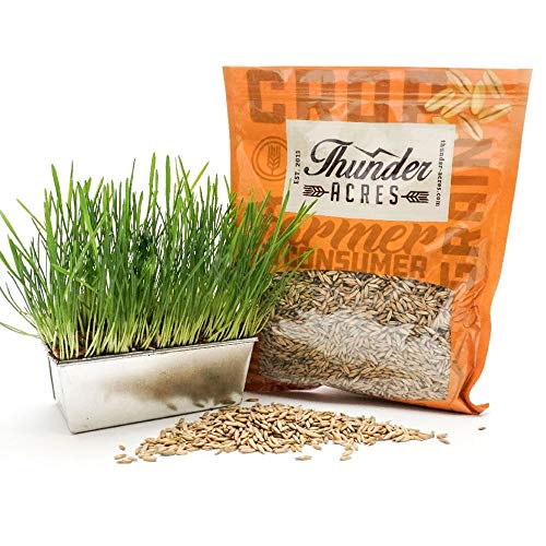 Thunder Acres Non GMO, Certified Organic, Oat Seed (1 lb.) - Image 3