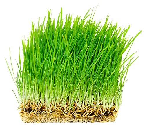 Thunder Acres Non GMO, Certified Organic, Oat Seed (1 lb.) - Image 2