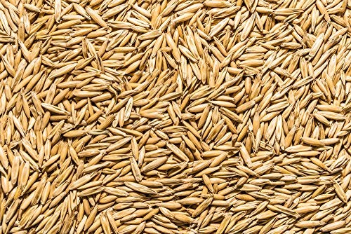 Thunder Acres Non GMO, Certified Organic, Oat Seed (1 lb.) - Image 5