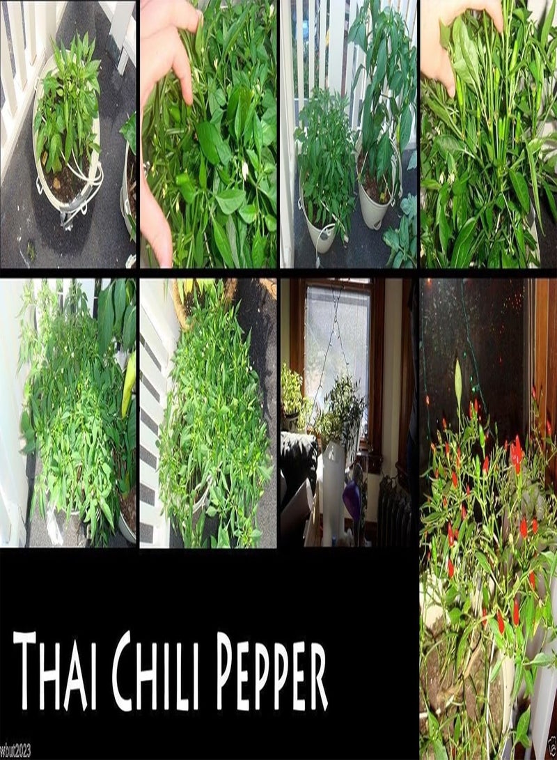 جي جوت wbur2023 THAI RED HOT ,, Hot,Heirloom - 50-100 بذور. - Image 4