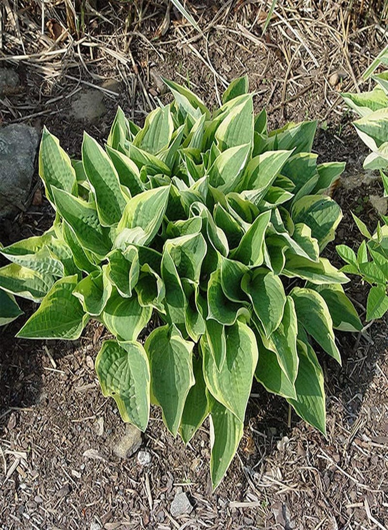 جي جوت 100 قطعة من بذور الهوستا لزراعة الحدائق المنزلية وتغطية الأرض والزهور المزخرفة لخلق بيئة جميلة - Image 2