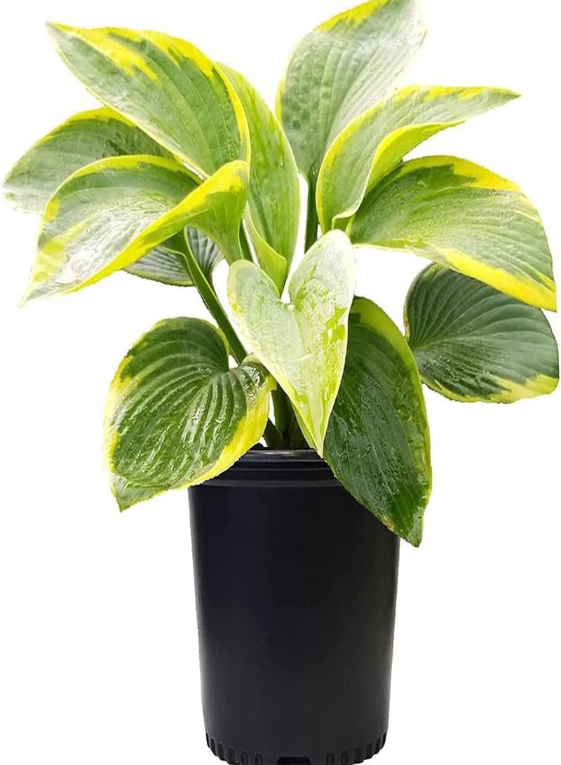 جي جوت 100 قطعة من بذور الهوستا لزراعة الحدائق المنزلية وتغطية الأرض والزهور المزخرفة لخلق بيئة جميلة - Image 1