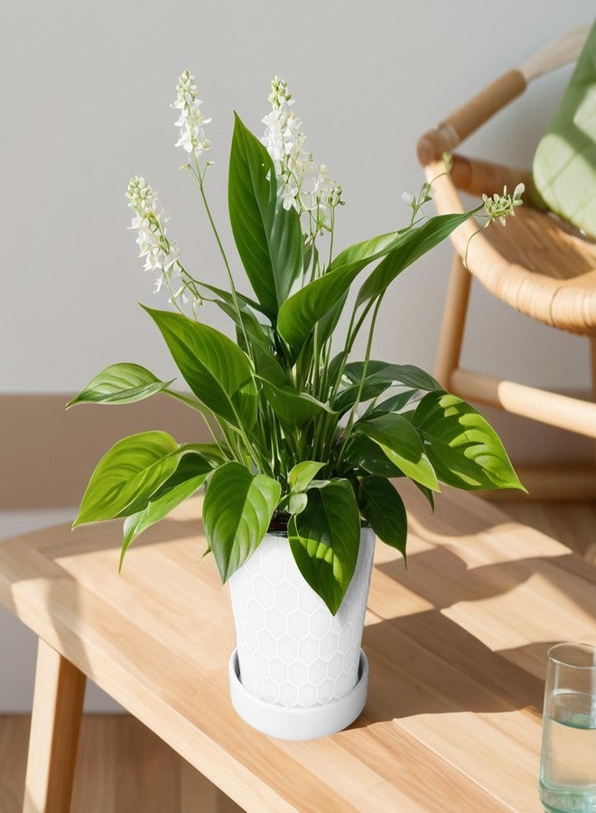 BUYMAX Plant Pots Indoor -6 inch Ceramic Flower Pot with Drainage Hole and Ceramic Tray - Gardening Home Desktop Office Windowsill Decoration Gift, Set of 2(White) - Image 4