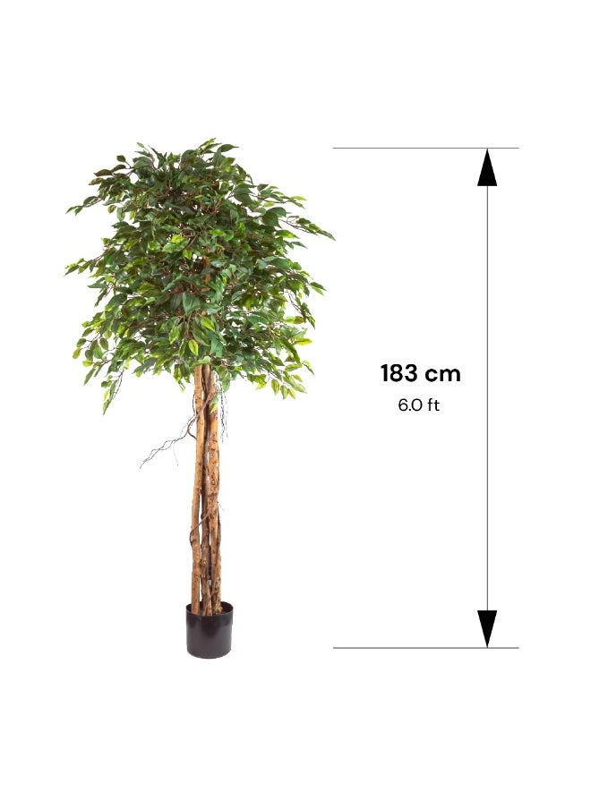 Gulf Flowers Gulf Flowers Artificial Ficus Tree – 183cm Tall Faux Plant with 1680 Green Leaves – Lifelike Indoor Tree for Home & Office Décor – Realistic Large Decorative Tree for Corners  - Image 2