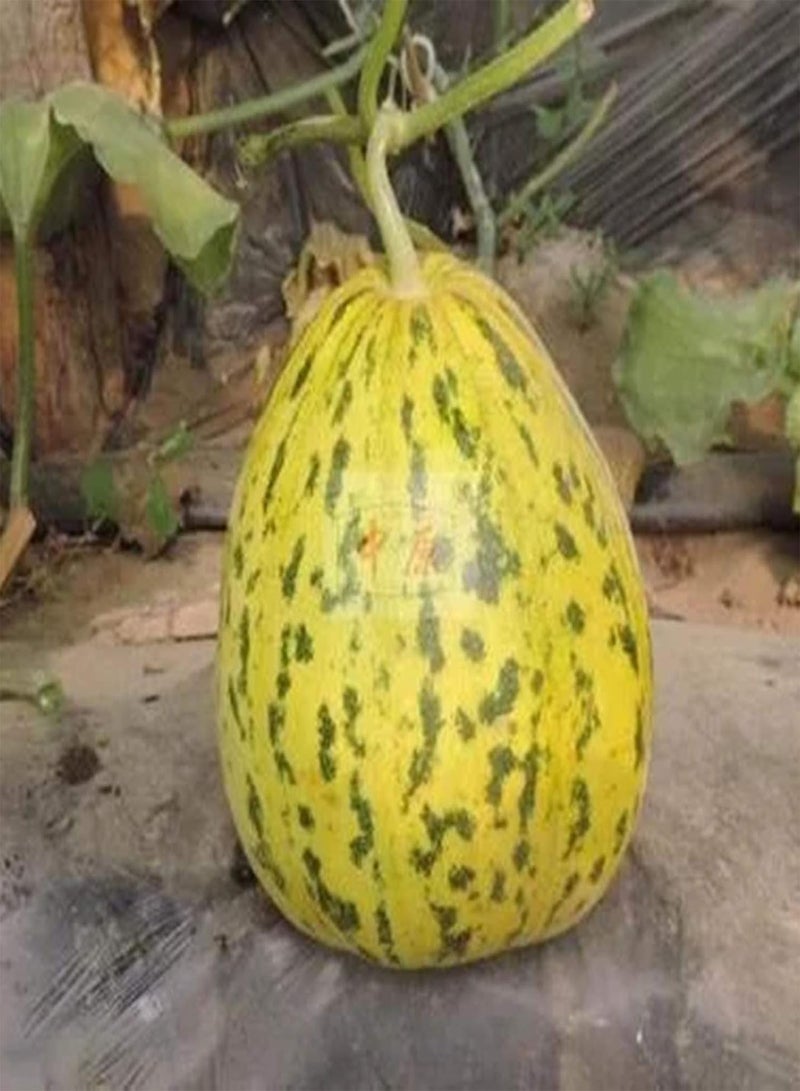 GGOOT 30Pcs Mix Stripe Pumpkin Seeds Home Garden Yard Planting Fresh Vegetable Pumpkin Squash Seeds Pumpkin Seeds - Image 5