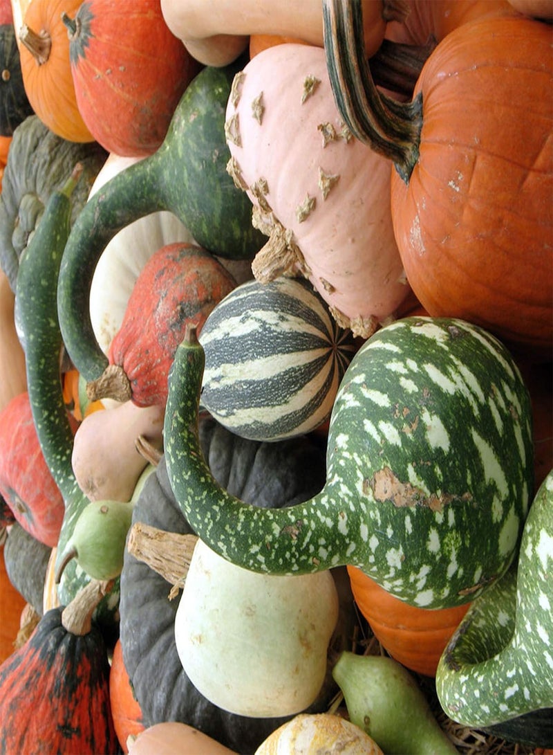 GGOOT 30Pcs Mix Stripe Pumpkin Seeds Home Garden Yard Planting Fresh Vegetable Pumpkin Squash Seeds Pumpkin Seeds - Image 2
