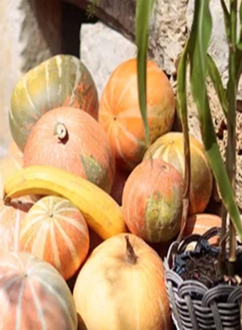 GGOOT 30Pcs Mix Stripe Pumpkin Seeds Home Garden Yard Planting Fresh Vegetable Pumpkin Squash Seeds Pumpkin Seeds - Image 4