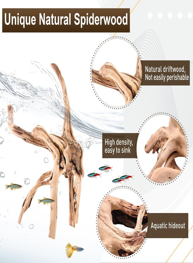 Kaiyuan Dynasty 2Pcs 12-16" Natural Spiderwood for Aquarium Unique Spider Wood Branch for Reptile Terrariums Fish Tank Decorations - Image 3