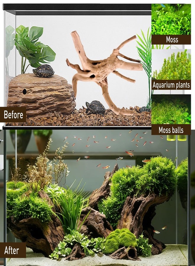 Kaiyuan Dynasty 2Pcs 12-16" Natural Spiderwood for Aquarium Unique Spider Wood Branch for Reptile Terrariums Fish Tank Decorations - Image 4