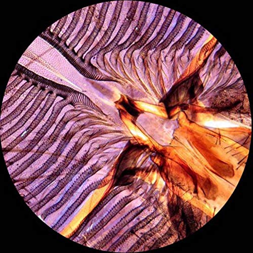 AmScope PS100E Basic Biology Prepared Slide Set for Student and Homeschool Use, Set of 100 Prepared Glass Slides (Set E), Includes Fitted Wooden Storage Box - Image 4