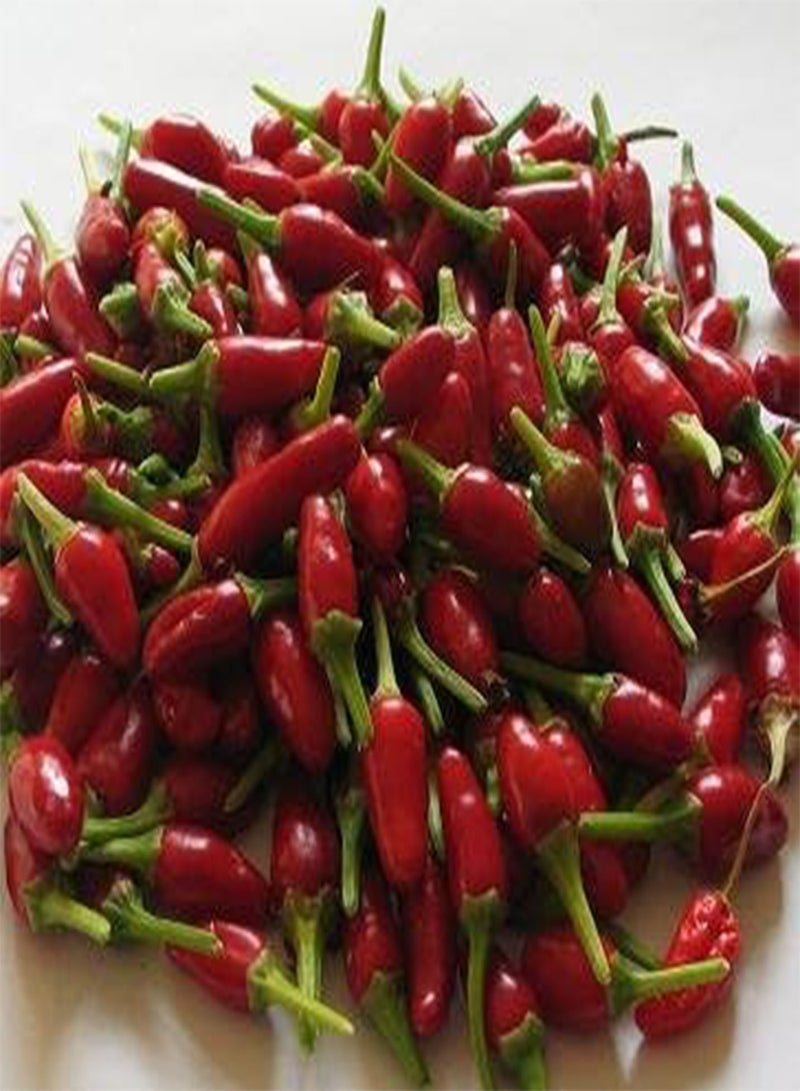 GGOOT Pepper Hot Bird 100 Seeds