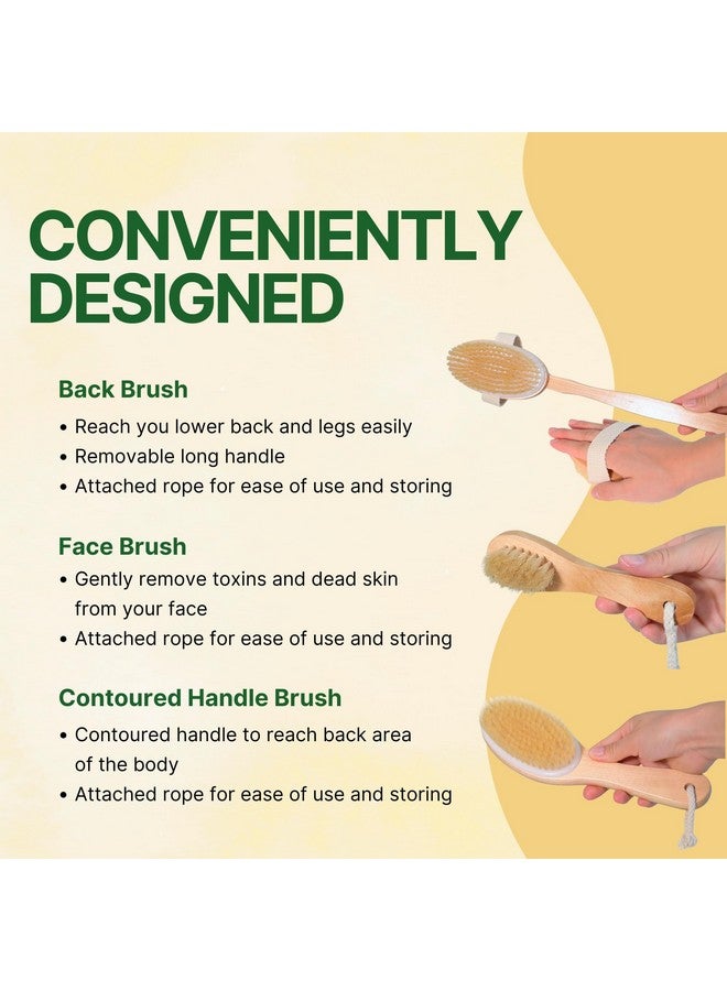 Asani Dry Brushing Body Brush Set For Lymphatic Drainage & Cellulite - 3-Pcs Detachable Back, Contour Body & Face Brushes Organic Gift For Dry Skin, Exfoliation, Invigorating Showers - Image 5